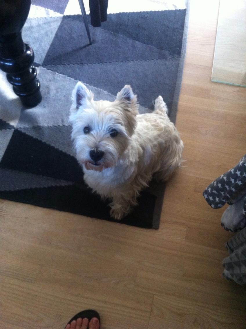 West highland white terrier Bobby billede 7