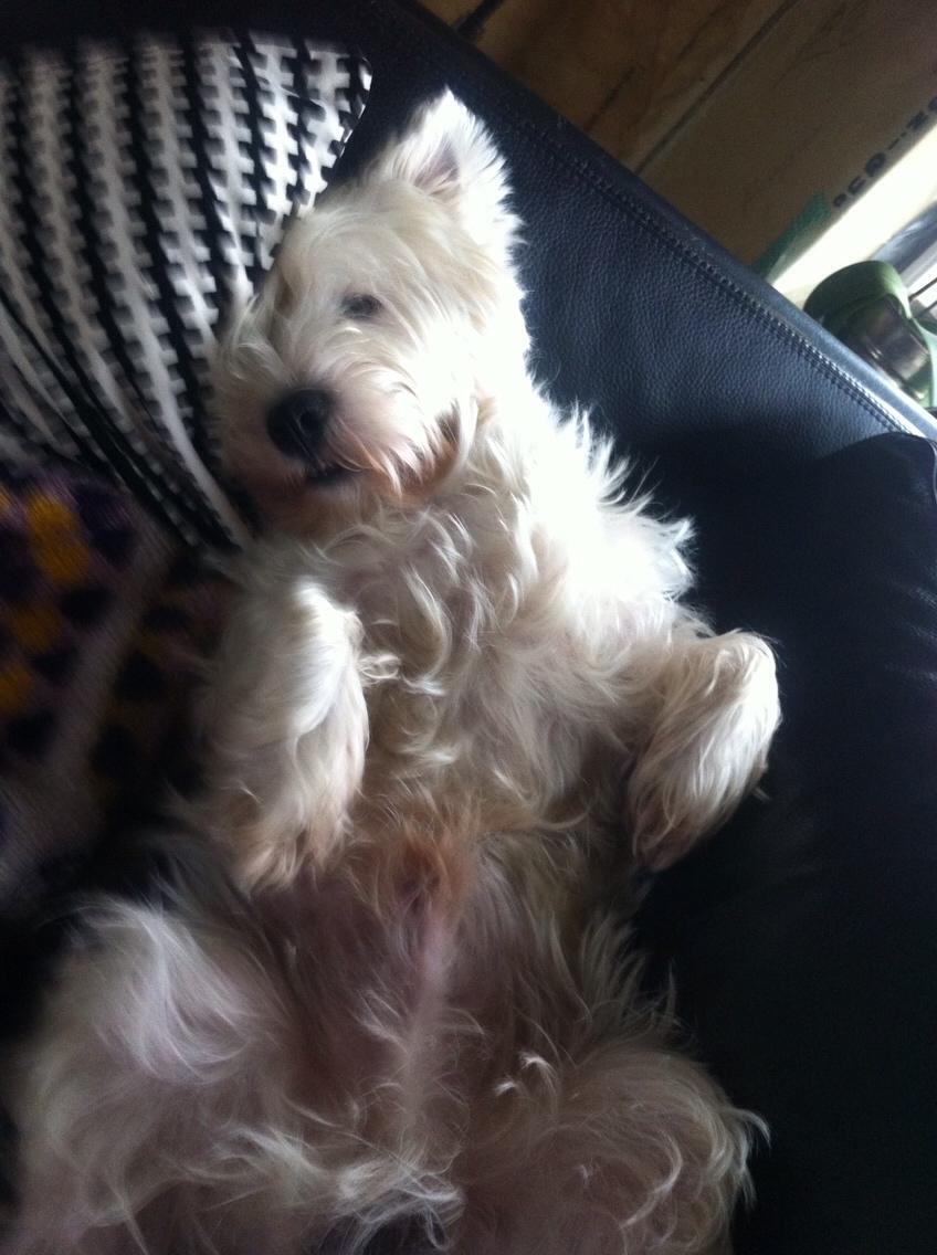 West highland white terrier Bobby billede 8