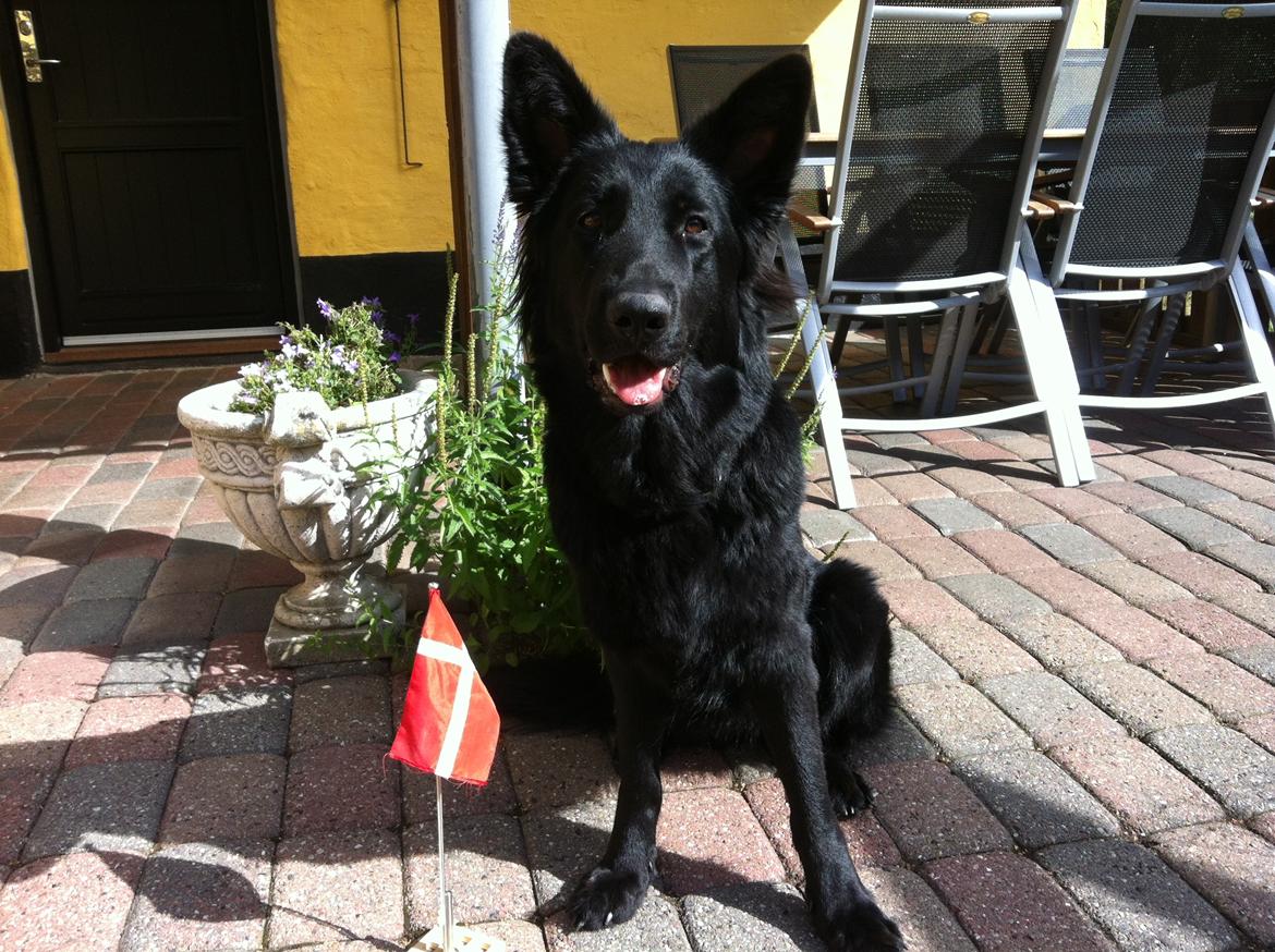 Schæferhund Tessa - Tessa 2 år billede 20