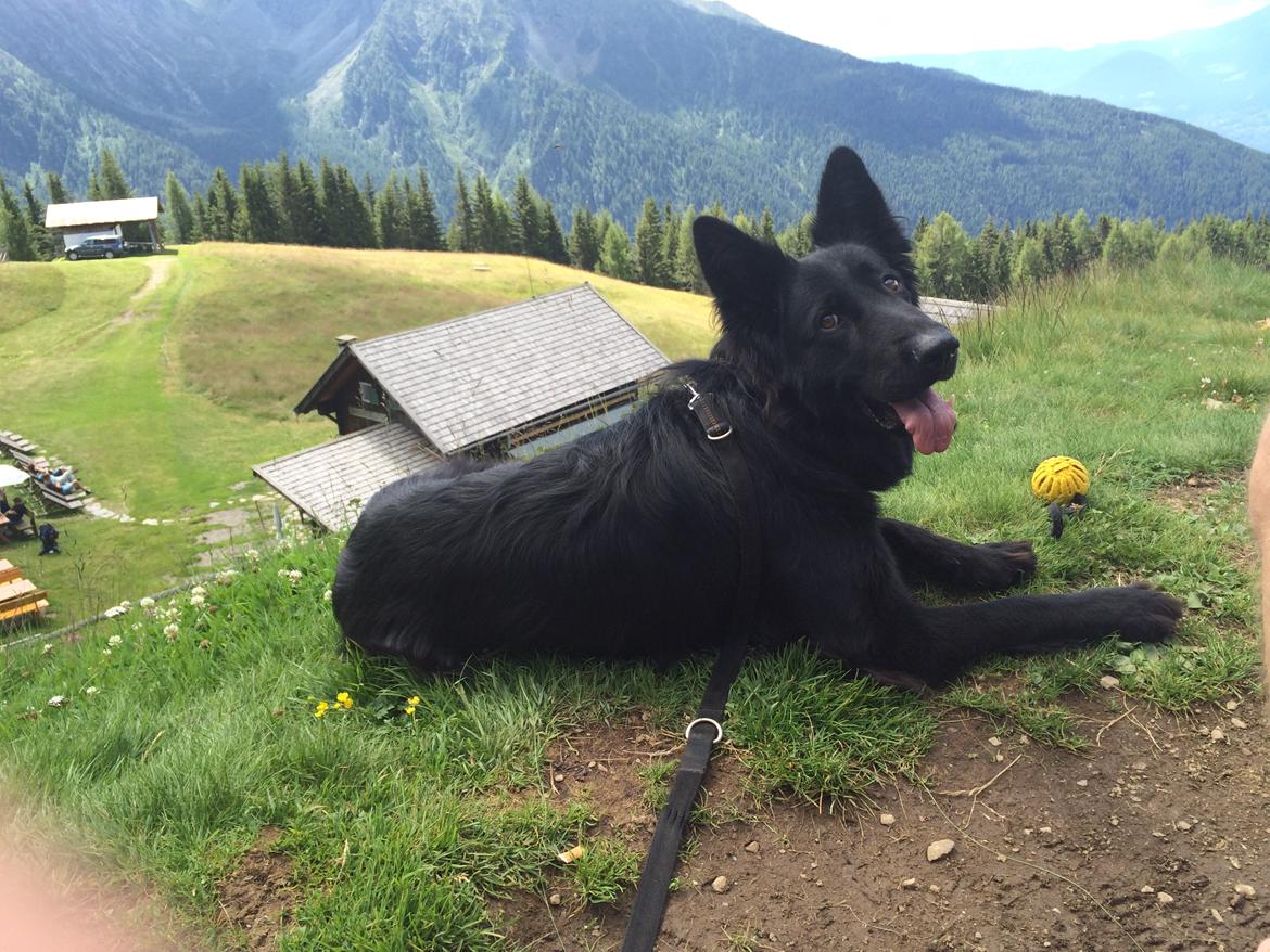Schæferhund Tessa billede 21