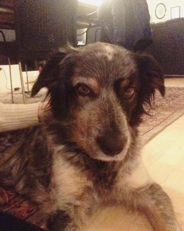 Blanding af racer Smilla billede 8