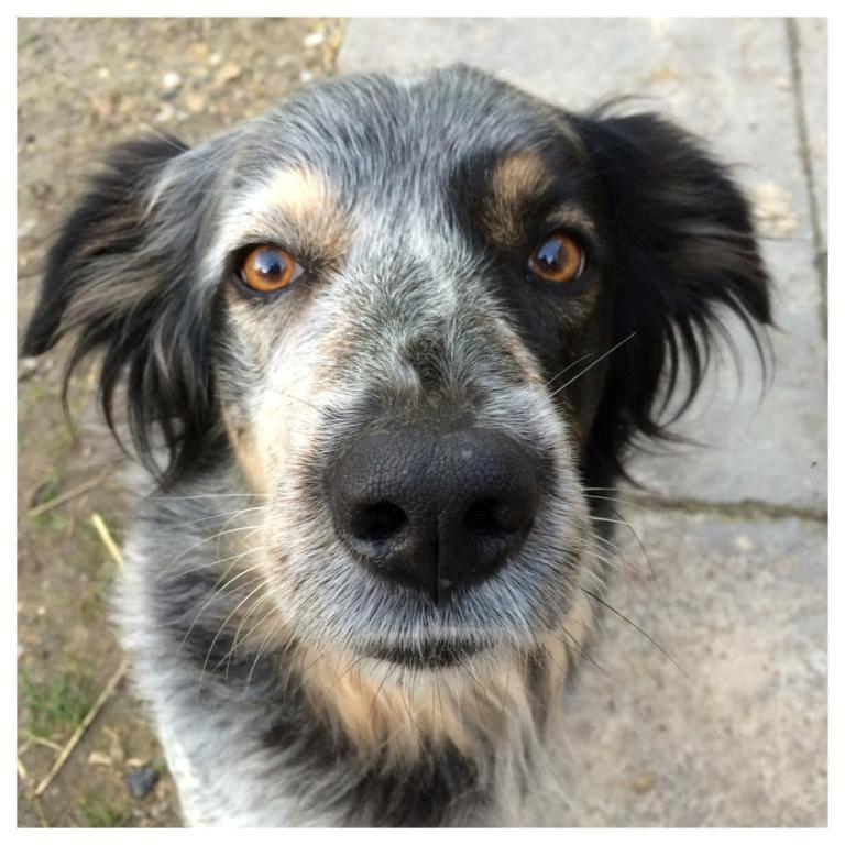 Blanding af racer Smilla billede 6