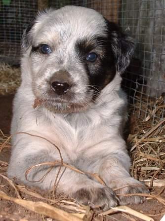 Blanding af racer Smilla - Billede af Smilla som lille billede 7