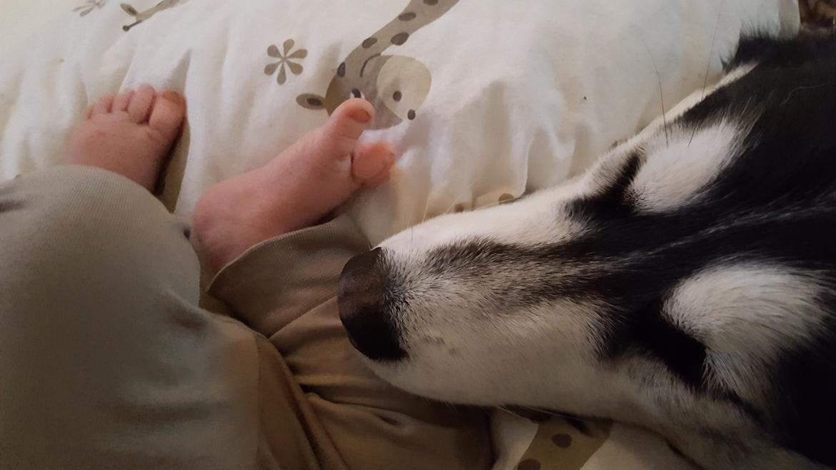 Siberian husky Laika  billede 33