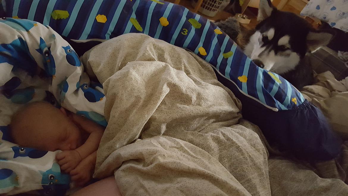 Siberian husky Laika  billede 34