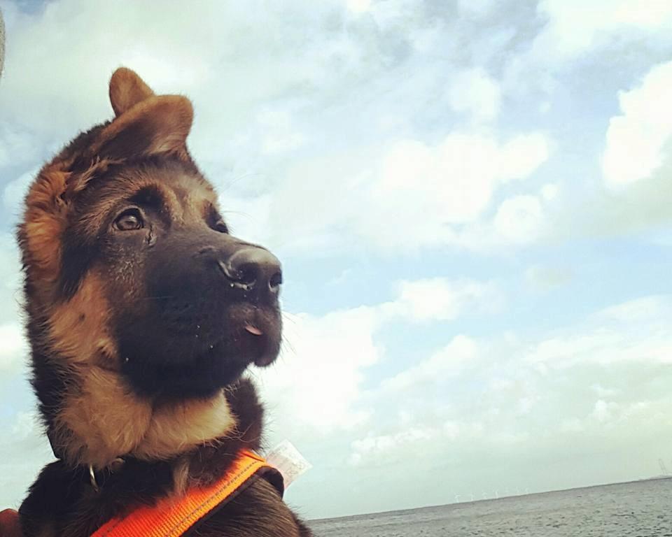 Schæferhund Lester Flokkenlund billede 1