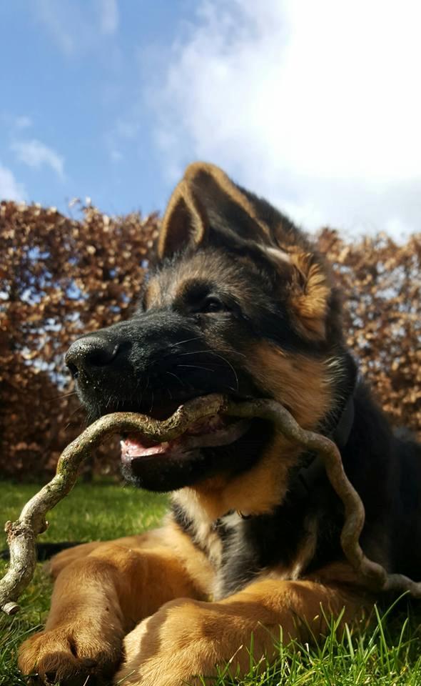 Schæferhund Lester Flokkenlund billede 2