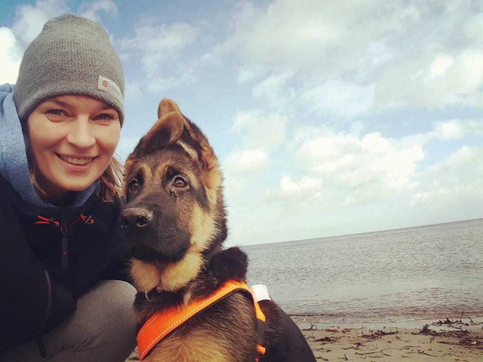 Schæferhund Lester Flokkenlund billede 4