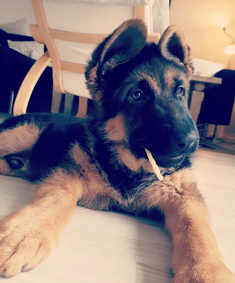 Schæferhund Lester Flokkenlund billede 5