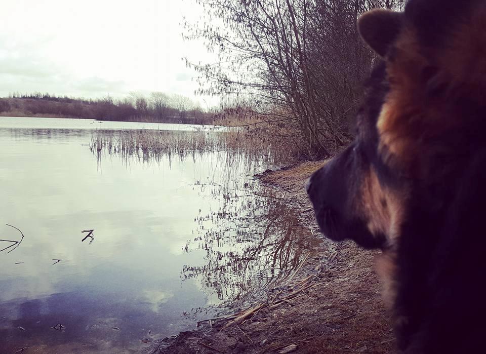 Schæferhund Lester Flokkenlund billede 6