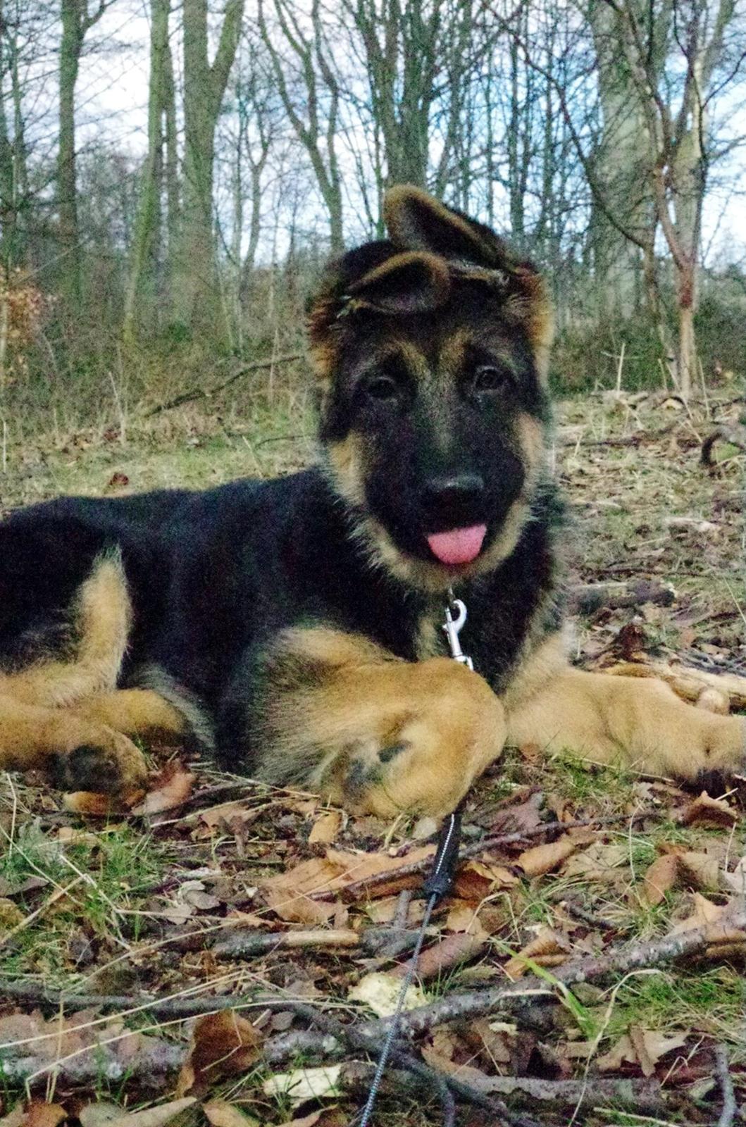 Schæferhund Lester Flokkenlund billede 7