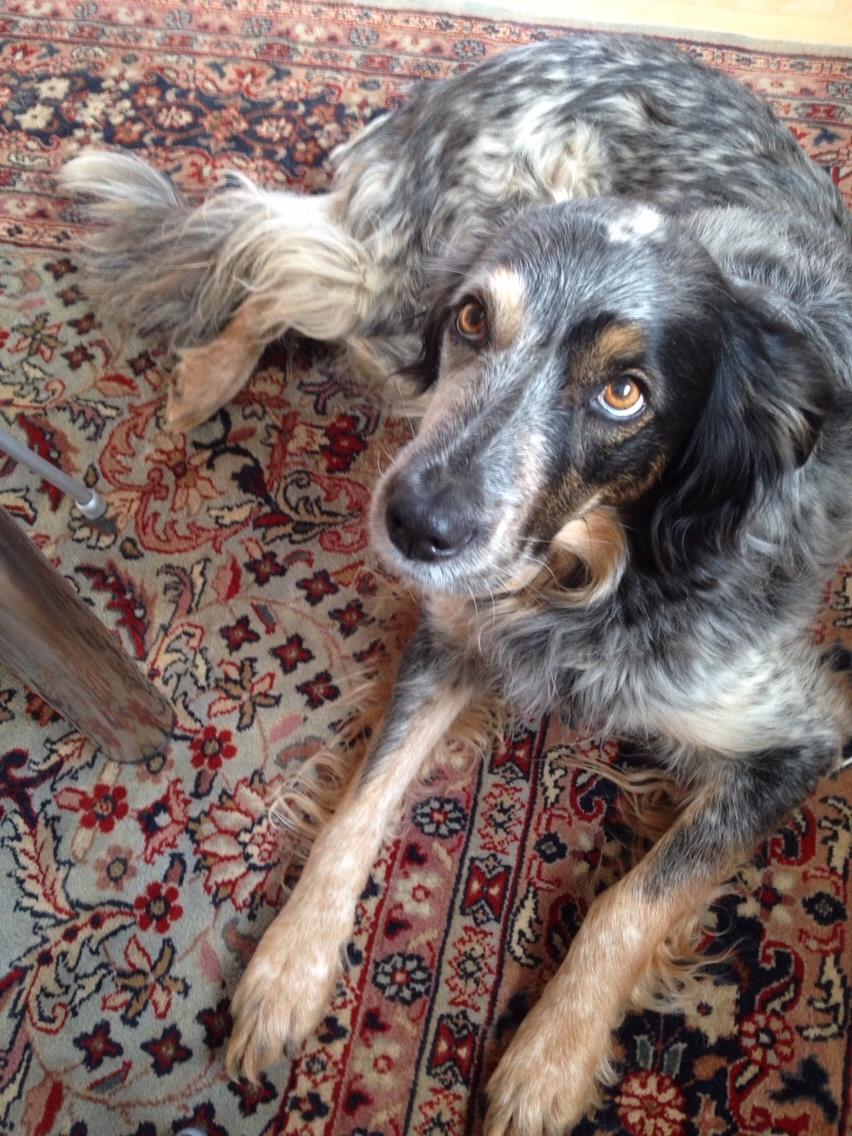 Blanding af racer Smilla billede 2