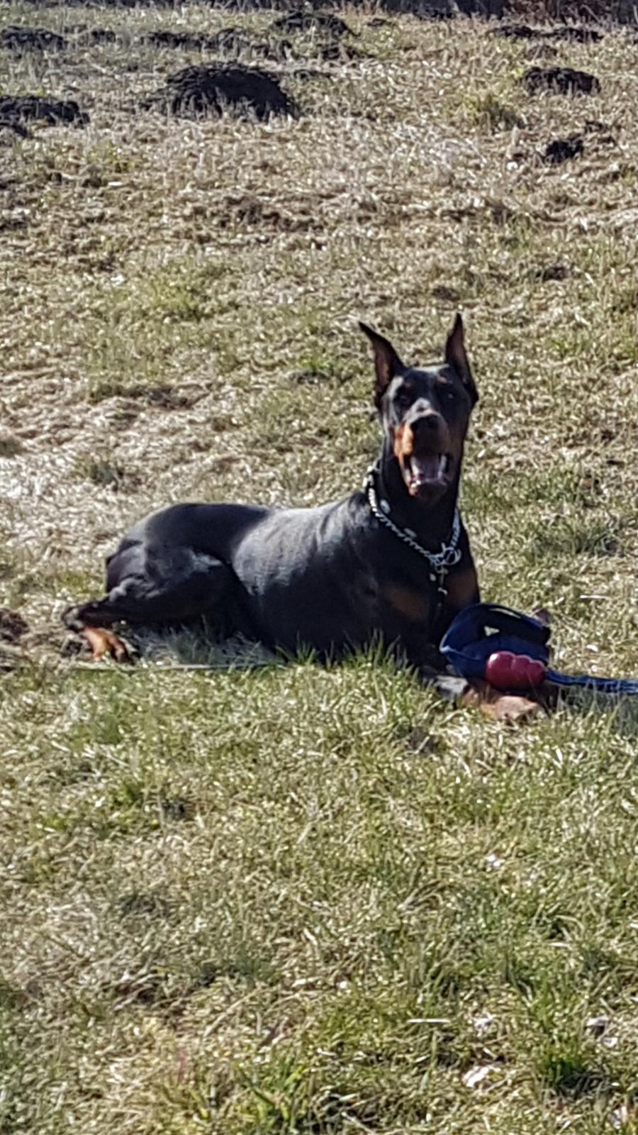 Dobermann Maestro Nero Di Altobello (Snoop) billede 14