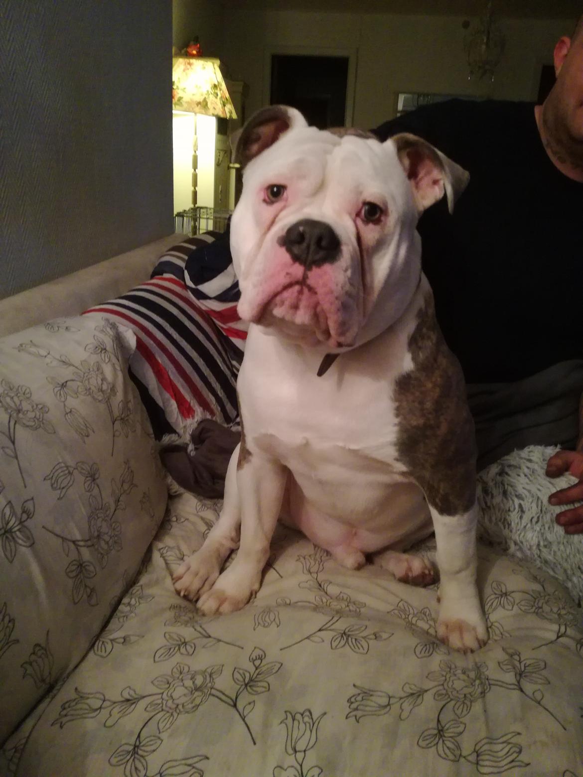 Olde english bulldogge MightyBulldogs Fat Joe *højt elsket himmelhund* billede 13