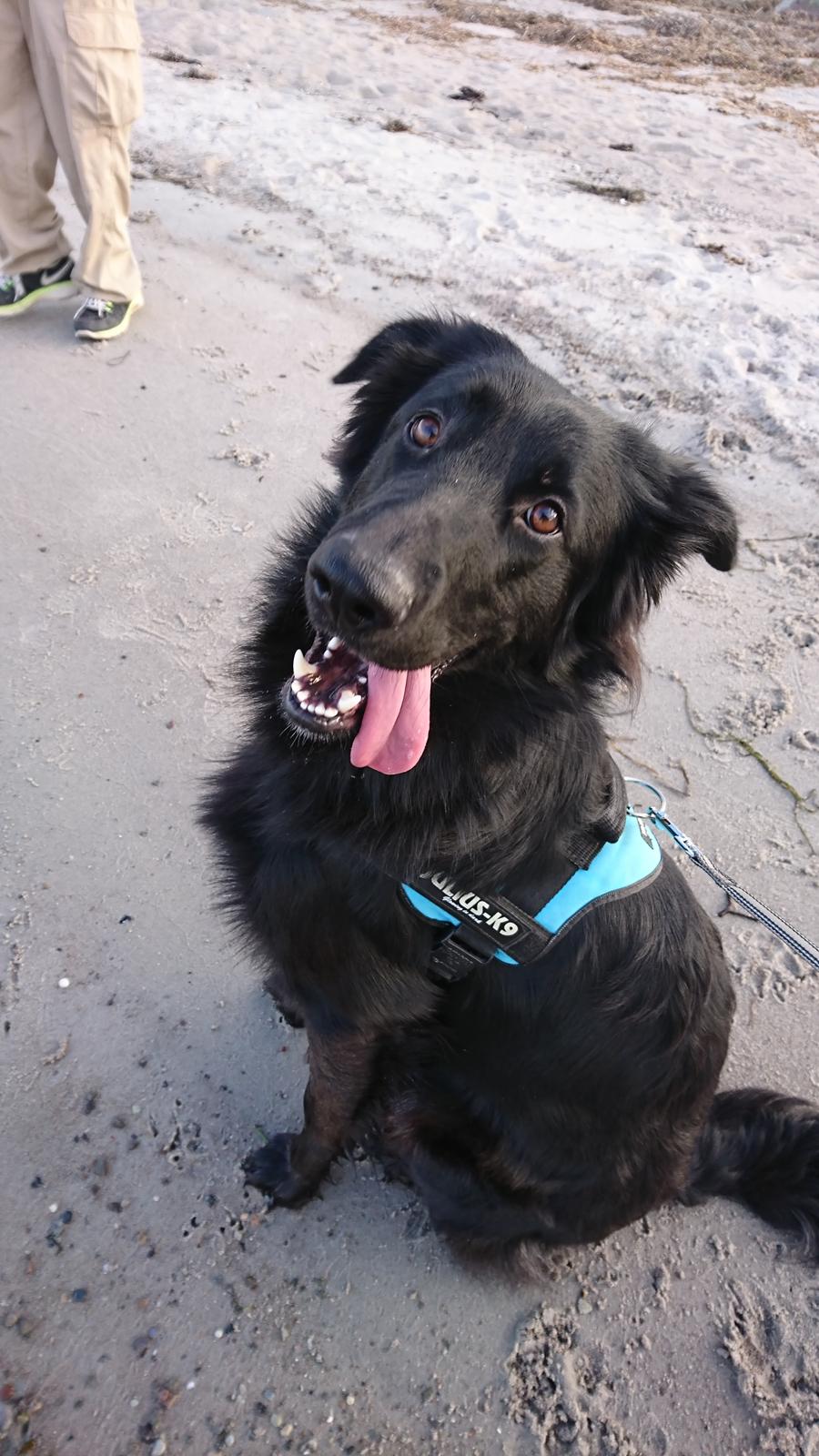 Blanding af racer Emmet R.I.P. billede 1