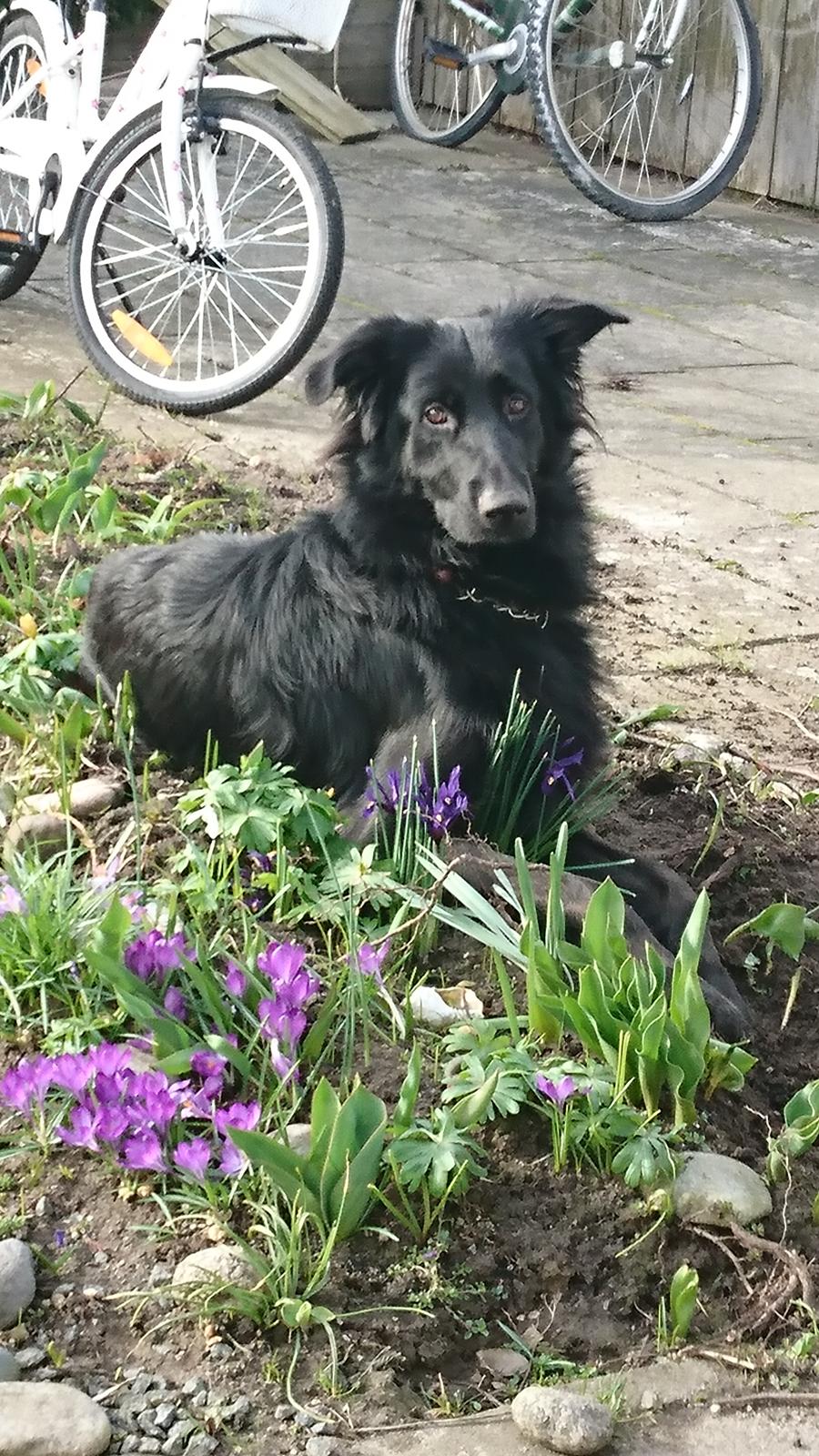 Blanding af racer Emmet R.I.P. billede 4