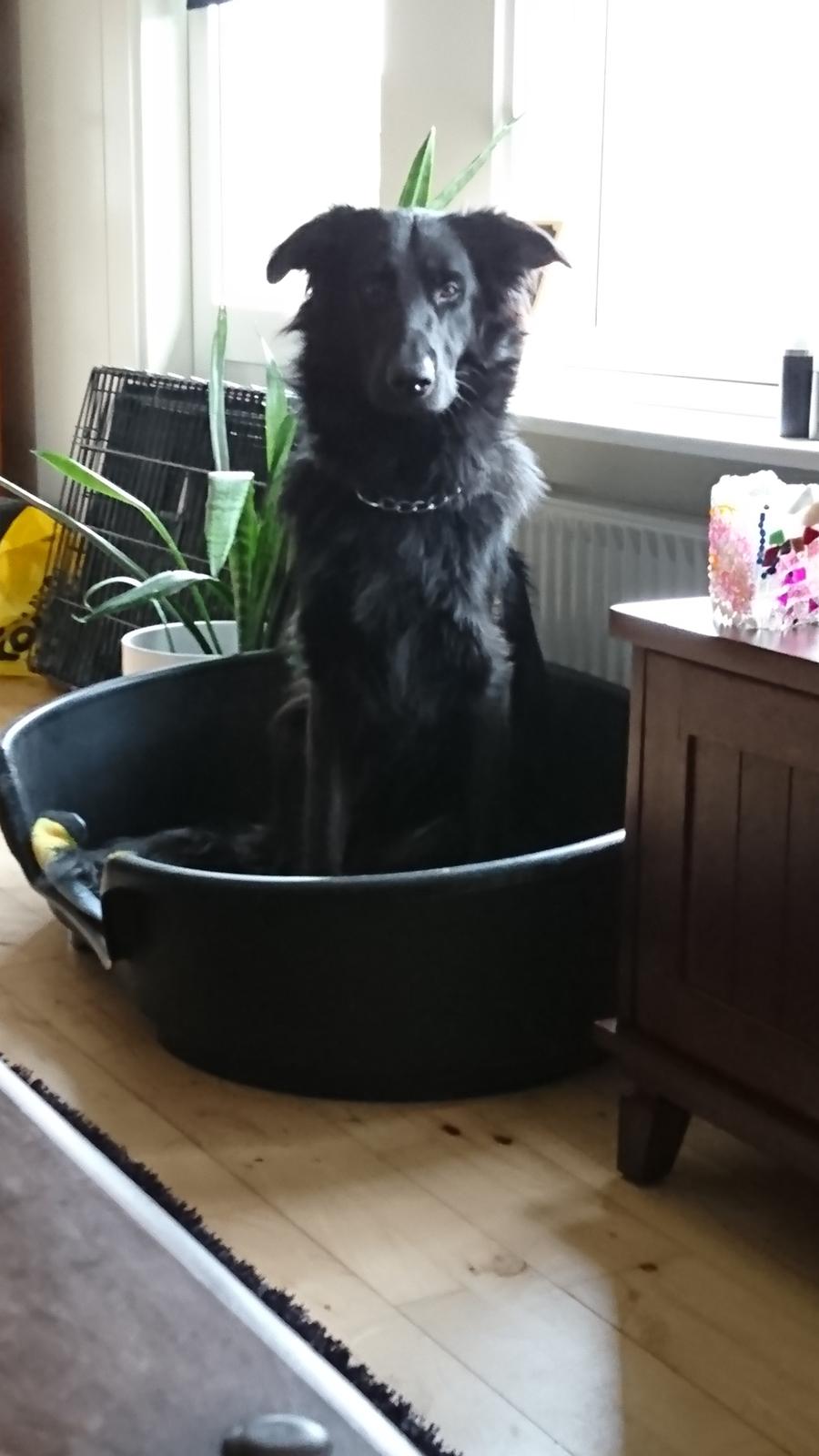 Blanding af racer Emmet R.I.P. billede 5