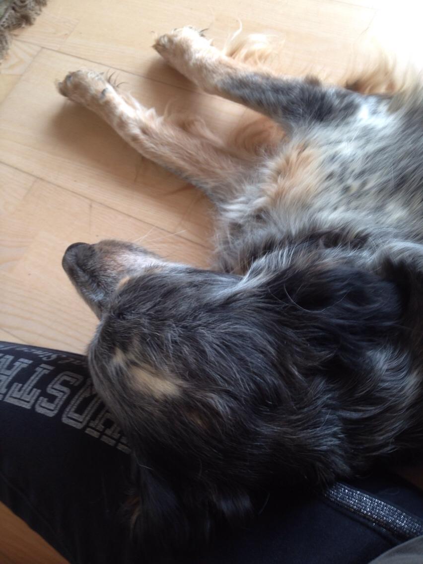 Blanding af racer Smilla billede 9