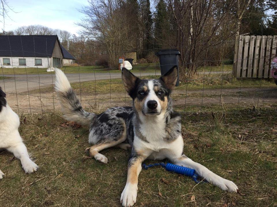 Blanding af racer Ellie billede 4