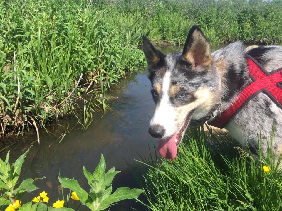 Blanding af racer Ellie billede 7