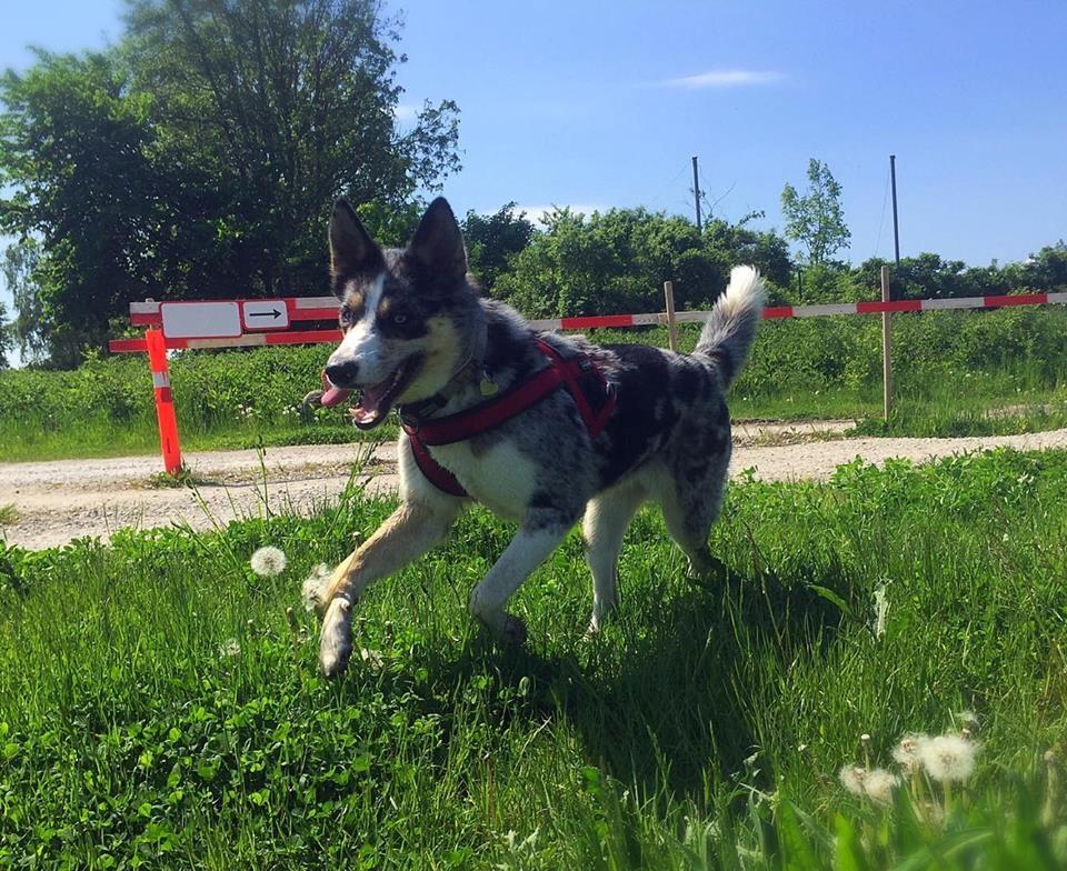 Blanding af racer Ellie billede 20