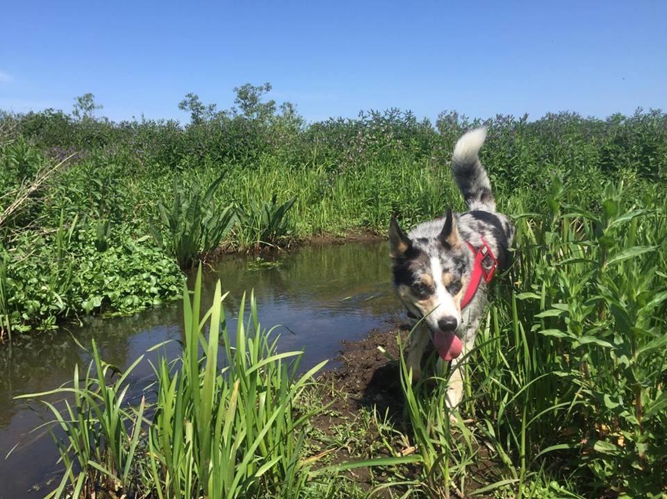 Blanding af racer Ellie billede 21