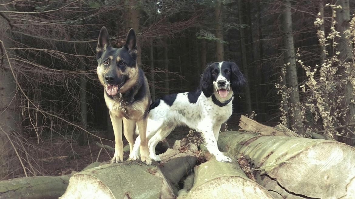 Schæferhund Juice 17/2-2011 - 7/9-2021 - 24/3-17 På tur på godsets jorde <3  billede 7