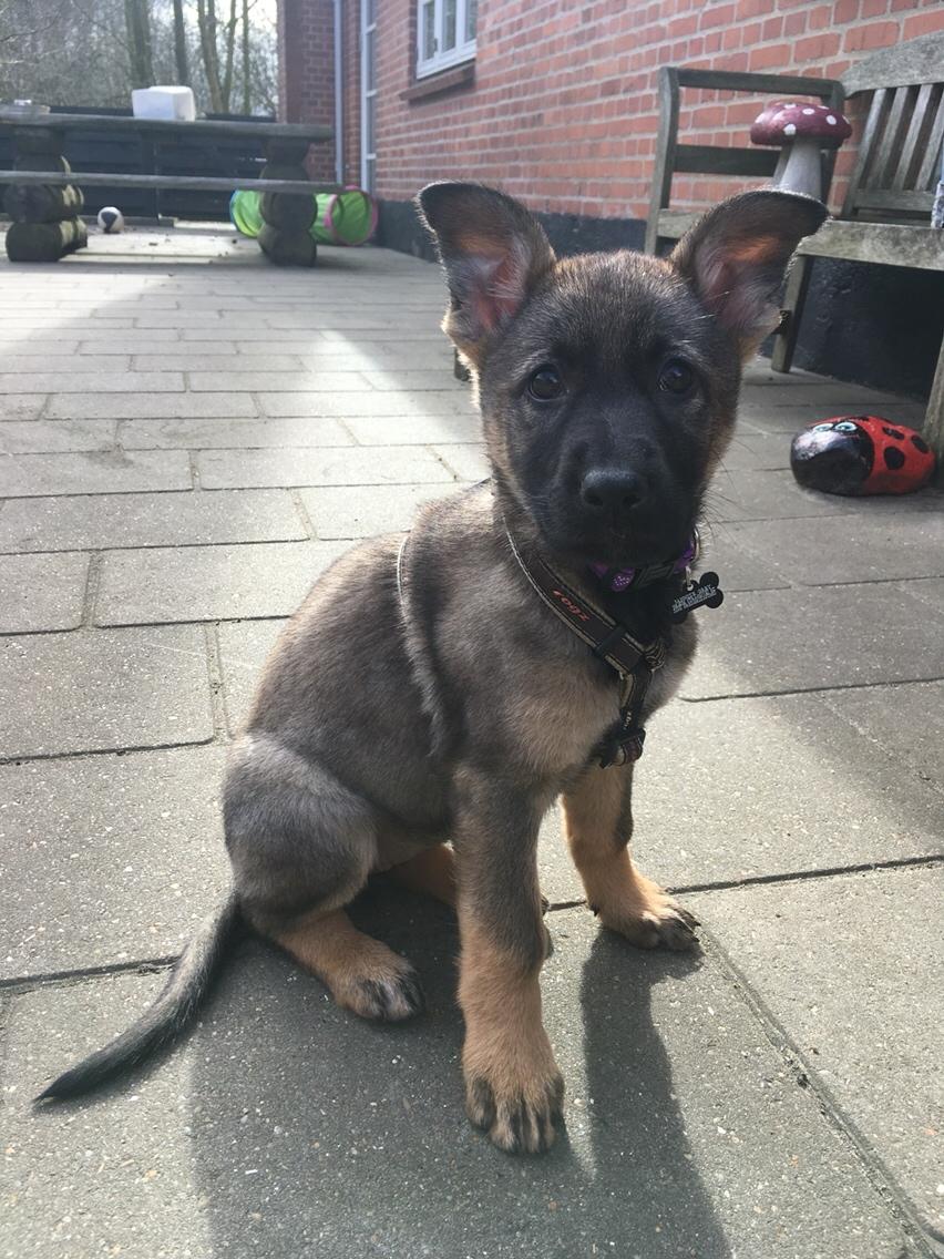 Schæferhund Weedfald Enya billede 34