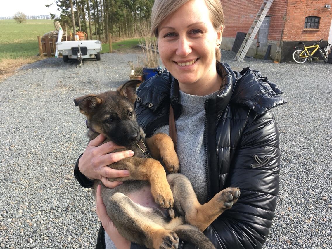 Schæferhund Weedfald Enya billede 32