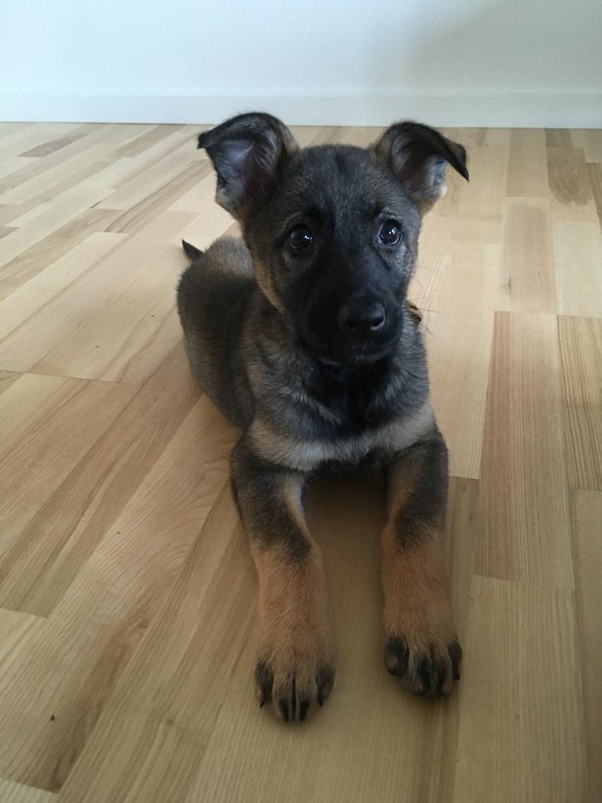 Schæferhund Weedfald Enya billede 31