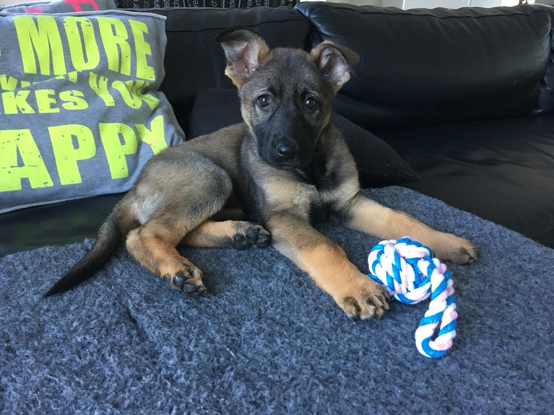 Schæferhund Weedfald Enya billede 28