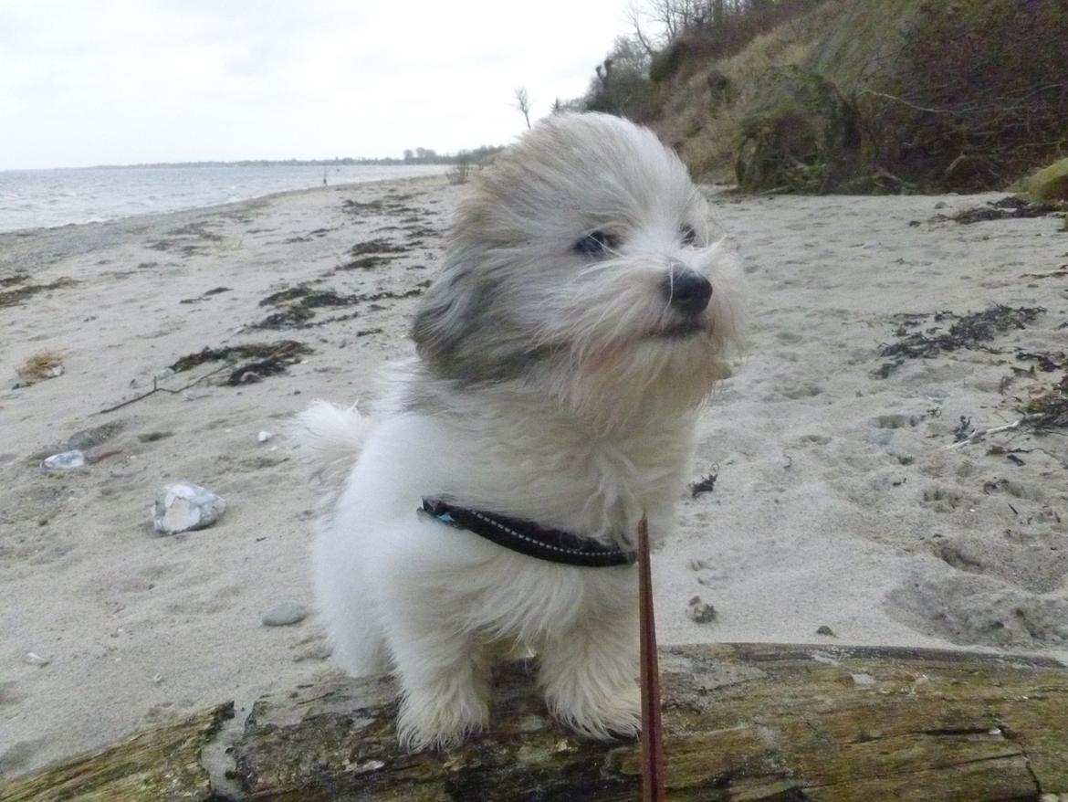 Coton de tulear King billede 25