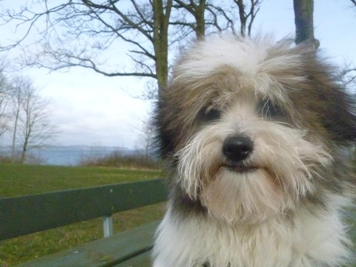 Coton de tulear King billede 26