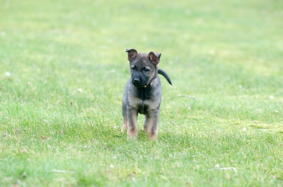 Schæferhund Weedfald Enya billede 36