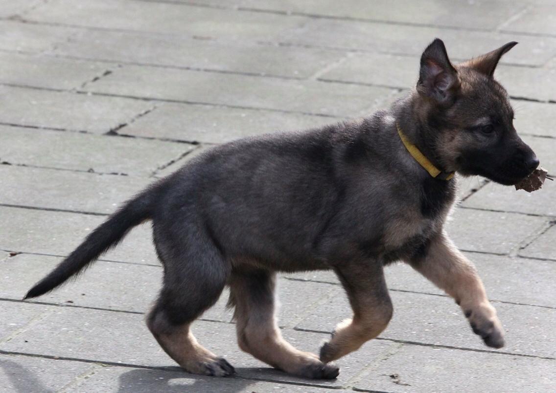 Schæferhund Weedfald Enya billede 38