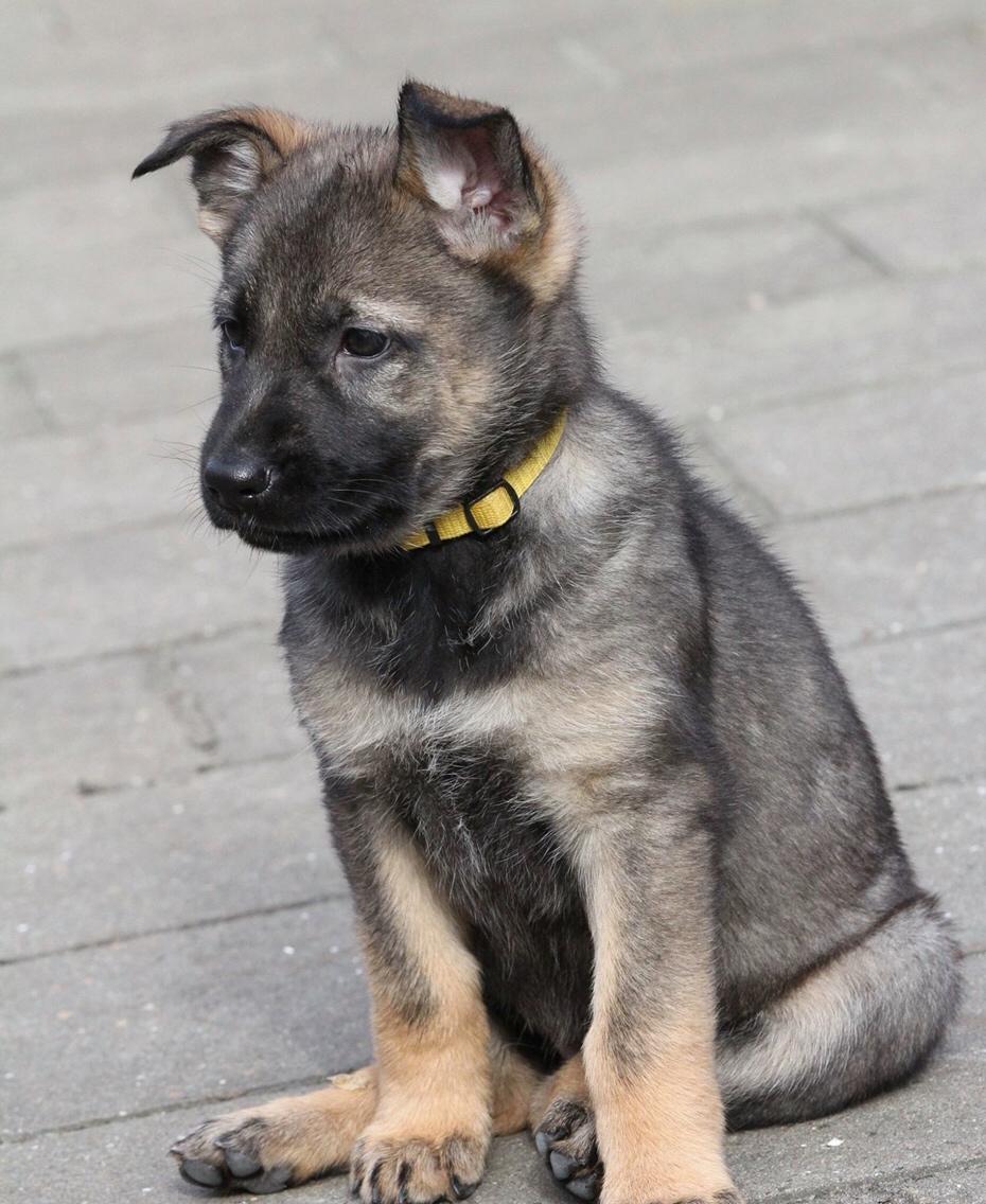 Schæferhund Weedfald Enya billede 35