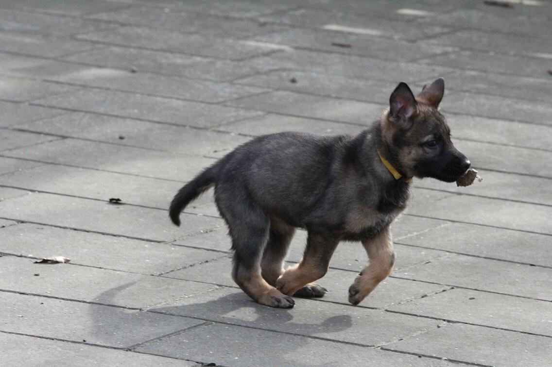 Schæferhund Weedfald Enya billede 37