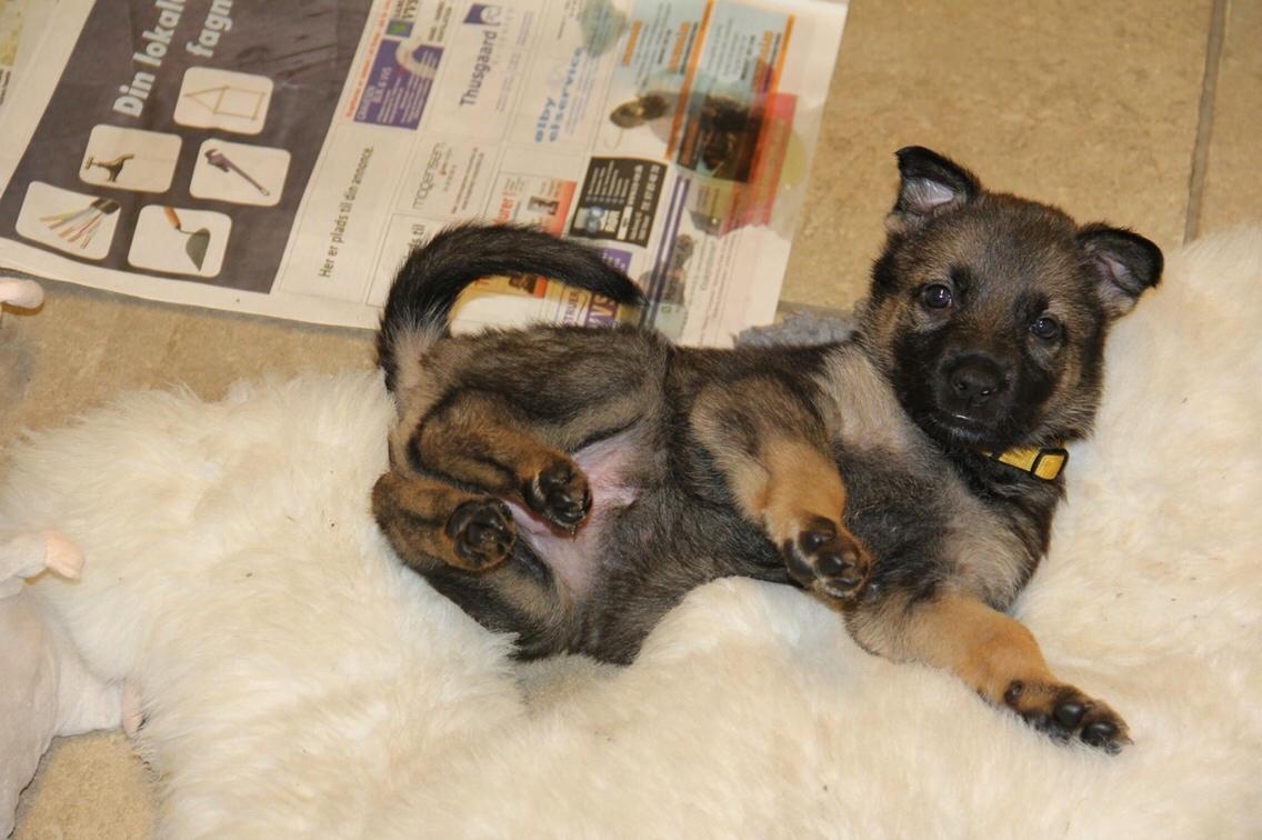 Schæferhund Weedfald Enya billede 40