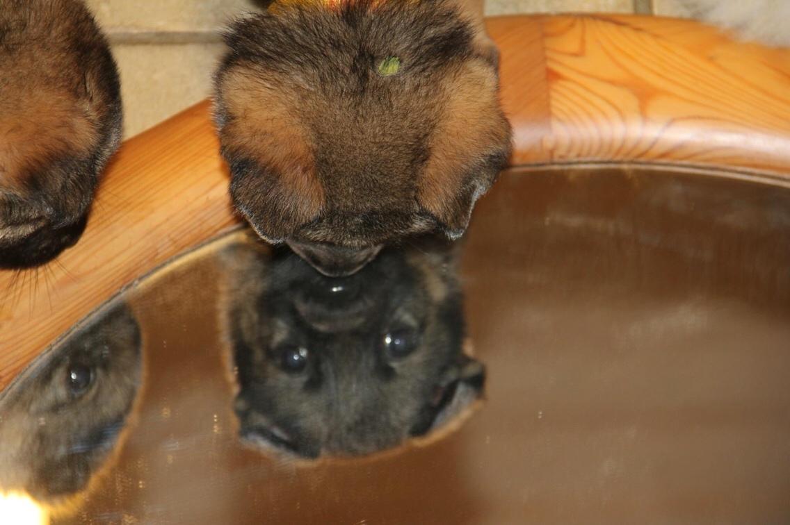 Schæferhund Weedfald Enya billede 42