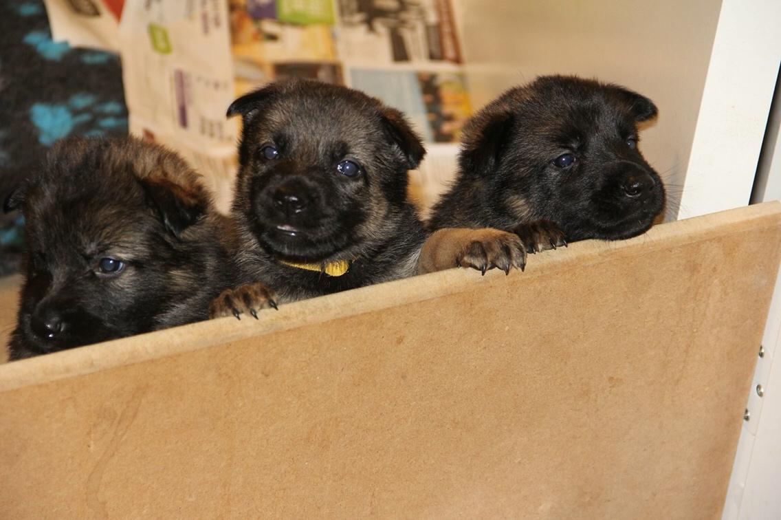 Schæferhund Weedfald Enya billede 41