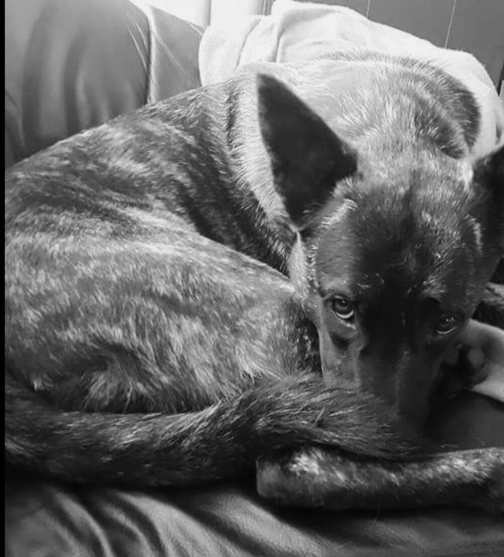 Hollandsk hyrdehund Resy billede 2