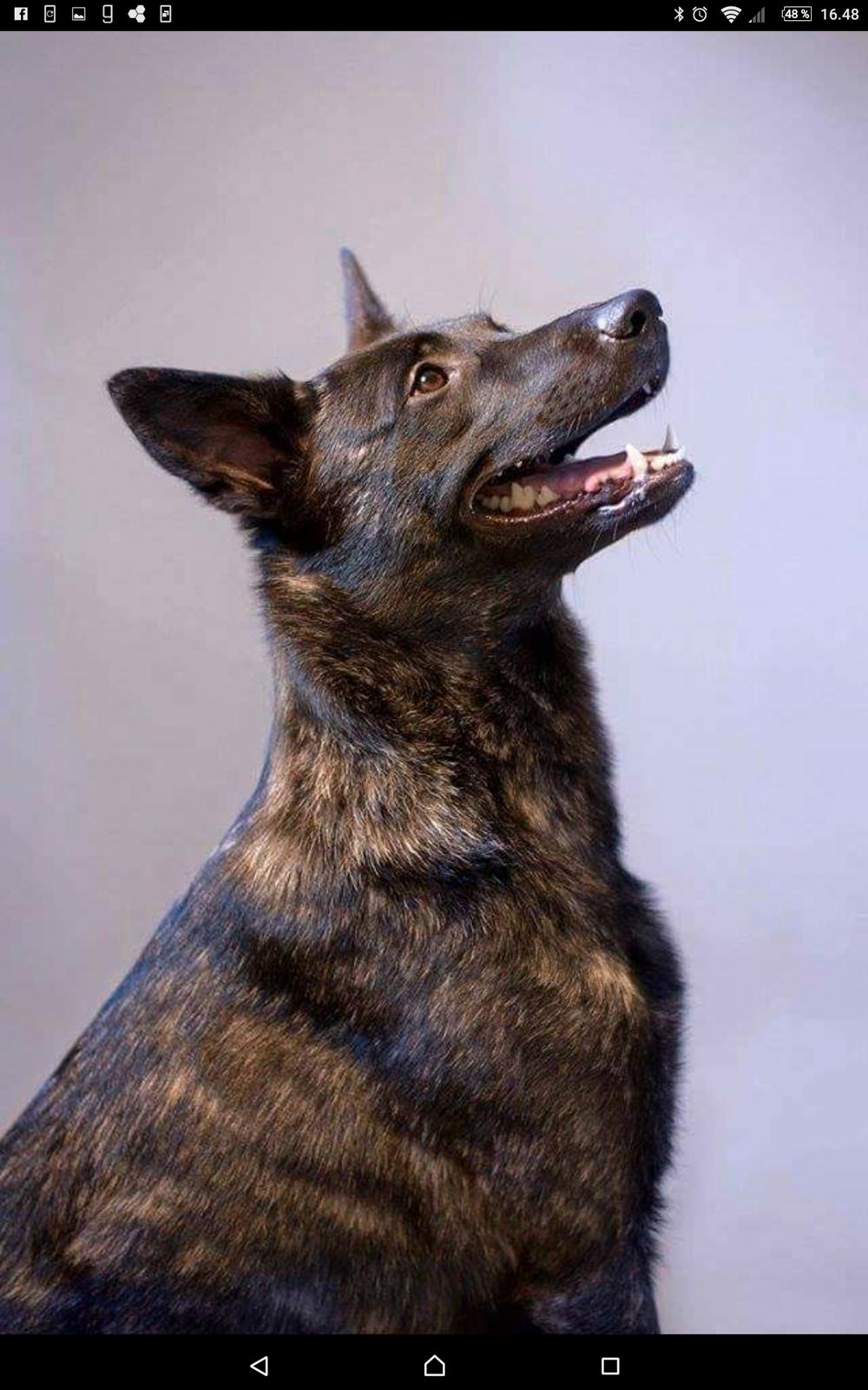 Hollandsk hyrdehund Resy billede 1