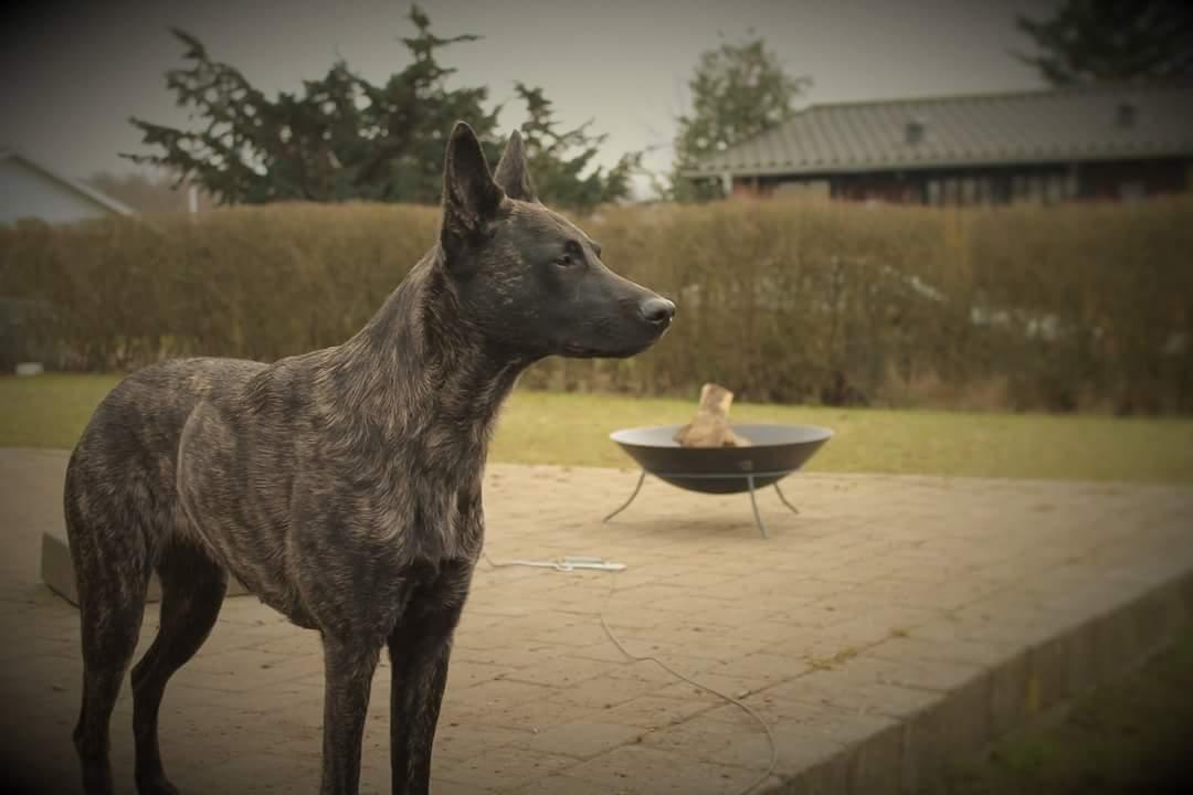 Hollandsk hyrdehund Resy billede 4