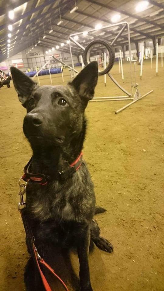 Hollandsk hyrdehund Resy billede 18