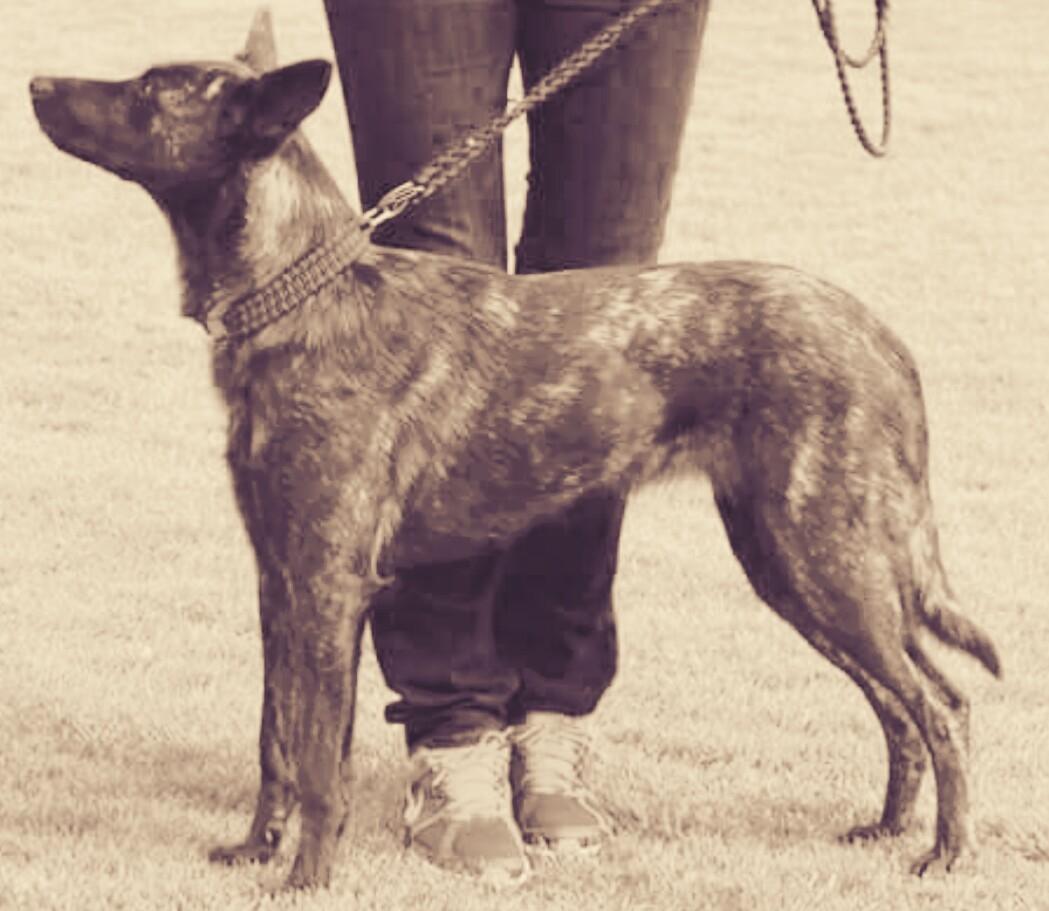 Hollandsk hyrdehund Resy billede 5