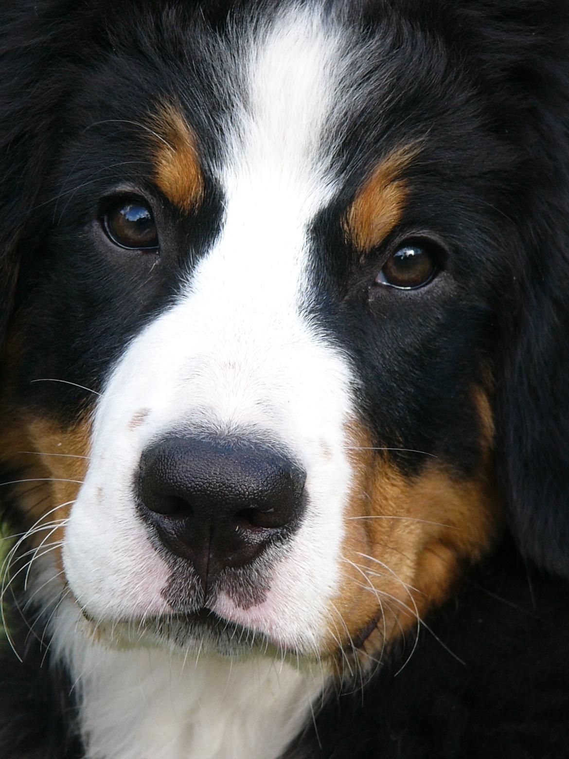 Berner sennenhund Milja - Milja d.26/7 2016 Lækker vap. billede 1