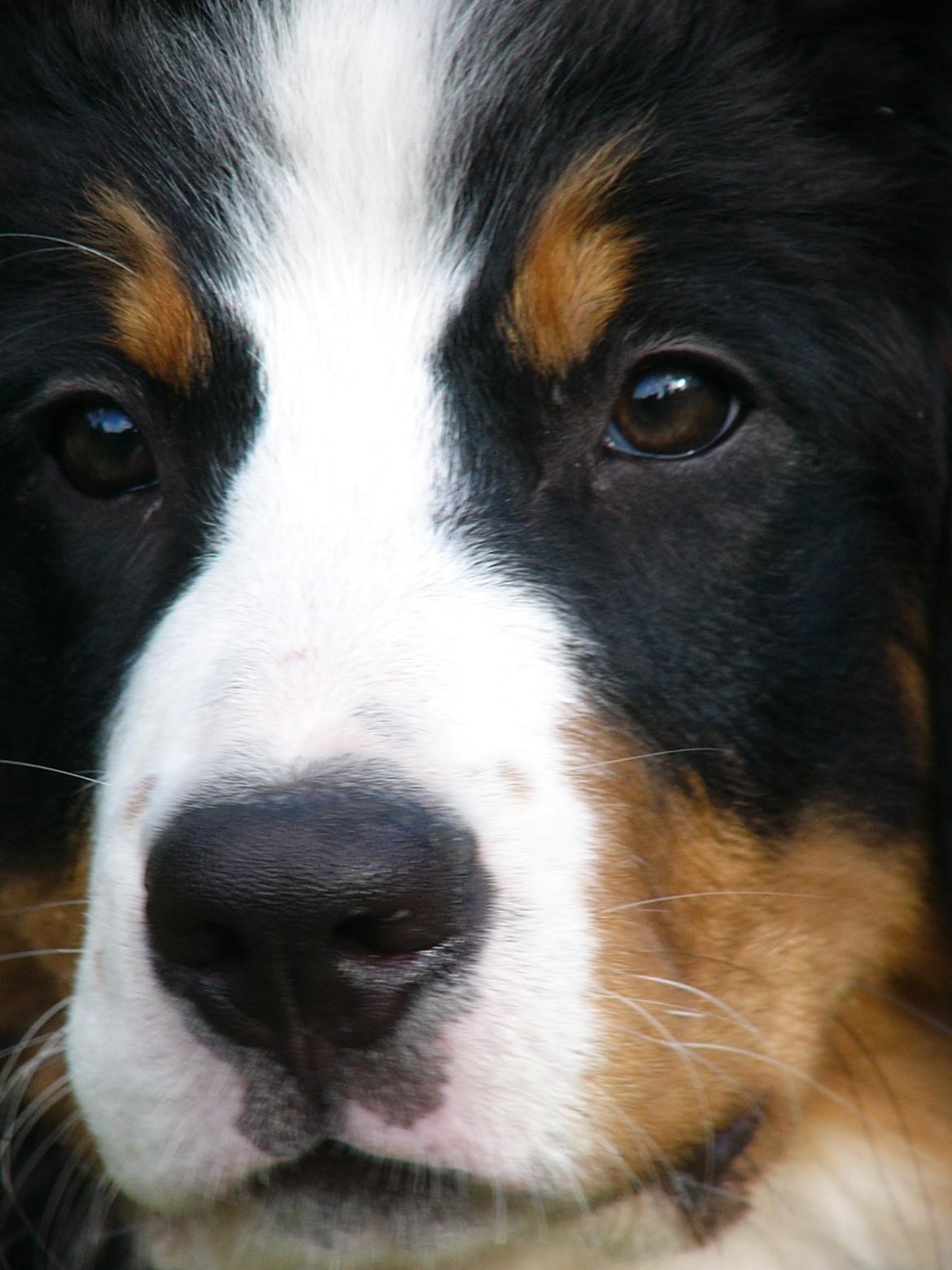 Berner sennenhund Milja billede 2