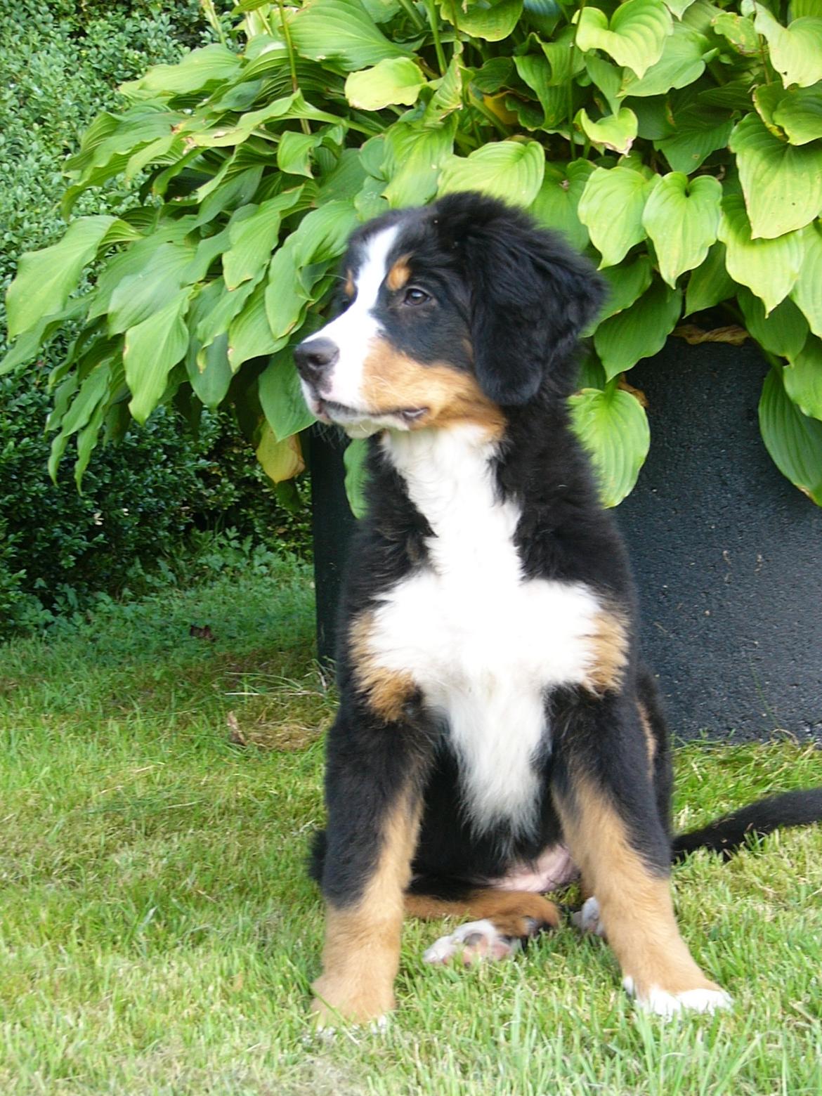 Berner sennenhund Milja billede 3