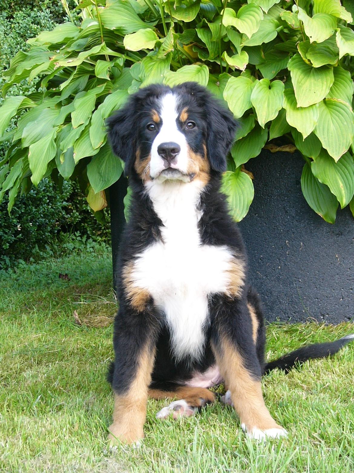 Berner sennenhund Milja billede 4