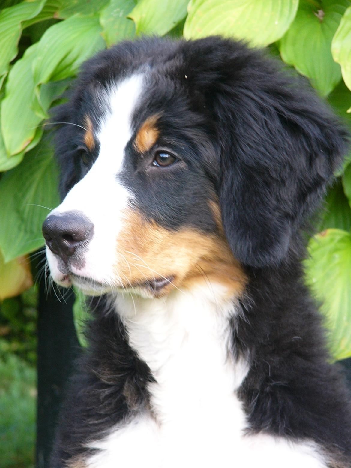 Berner sennenhund Milja - Taget d.26/7 - 2016 Hun er bare SÅ smuk og lækker. billede 5